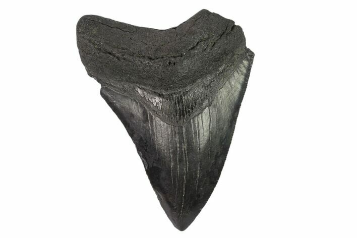 Bargain, Partial Megalodon Tooth - Serrated Blade #134297